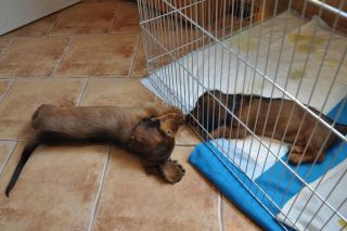 Jamnik d�ugow�osy